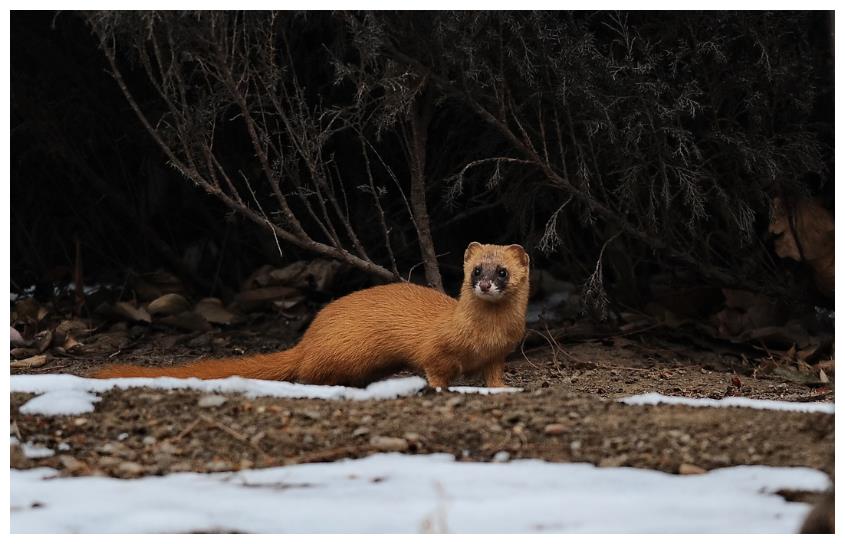 为什么黄鼠狼怼天怼地,却唯独害怕鹅?看完明白了!