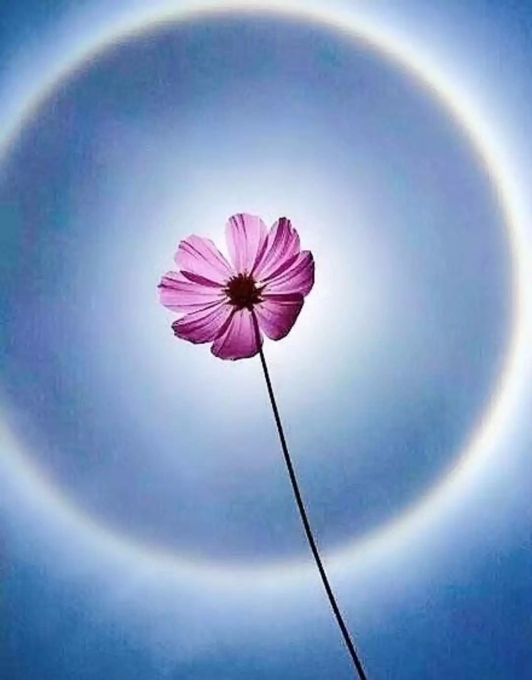 安康中心城区上空现太阳光晕景象似七彩光环挂在天上