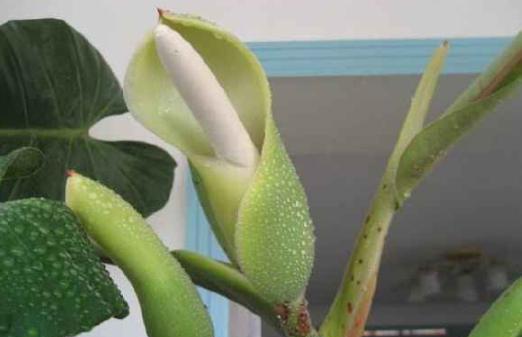 大娘养了5年的绿萝突然开花了,把她愁坏了,结果邻居见了却笑了