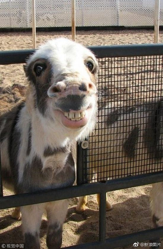 微笑不是人类特有的表情小动物有时也会露出蜜汁微笑同样治愈