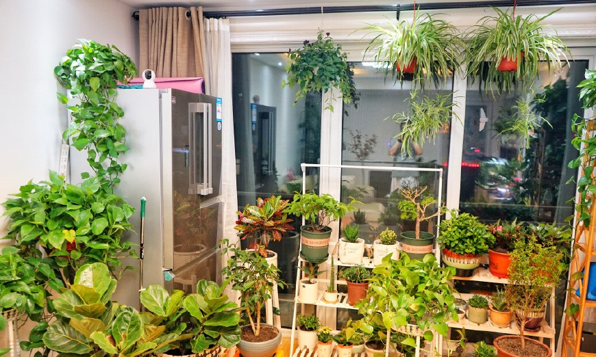 娶了养花"高手",1年打造出"花房客厅",有100种花卉!