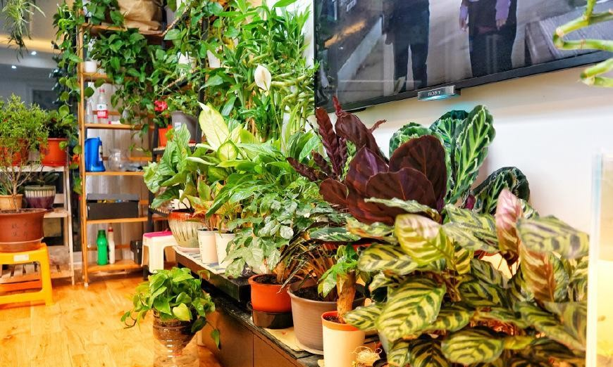 娶了养花"高手",1年打造出"花房客厅",有100种花卉!