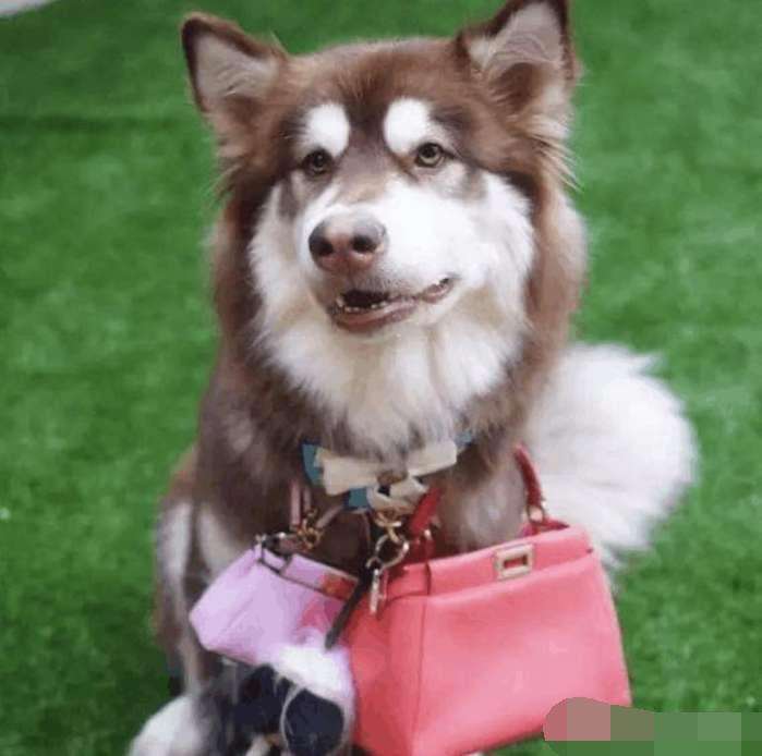 看到王思聪的宠物狗的狗粮和水,网友表示我想当只狗