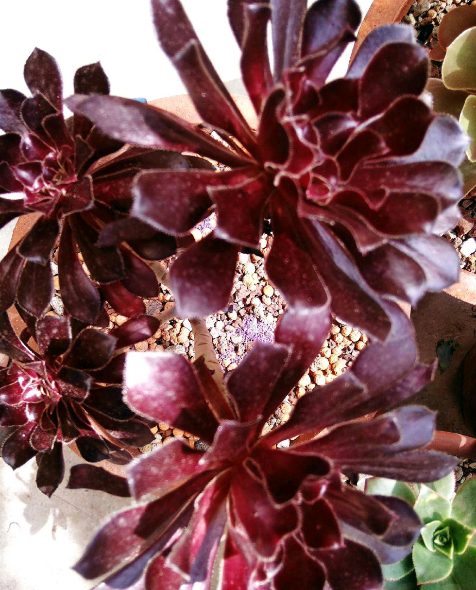 多肉植物品种介绍之黑法师