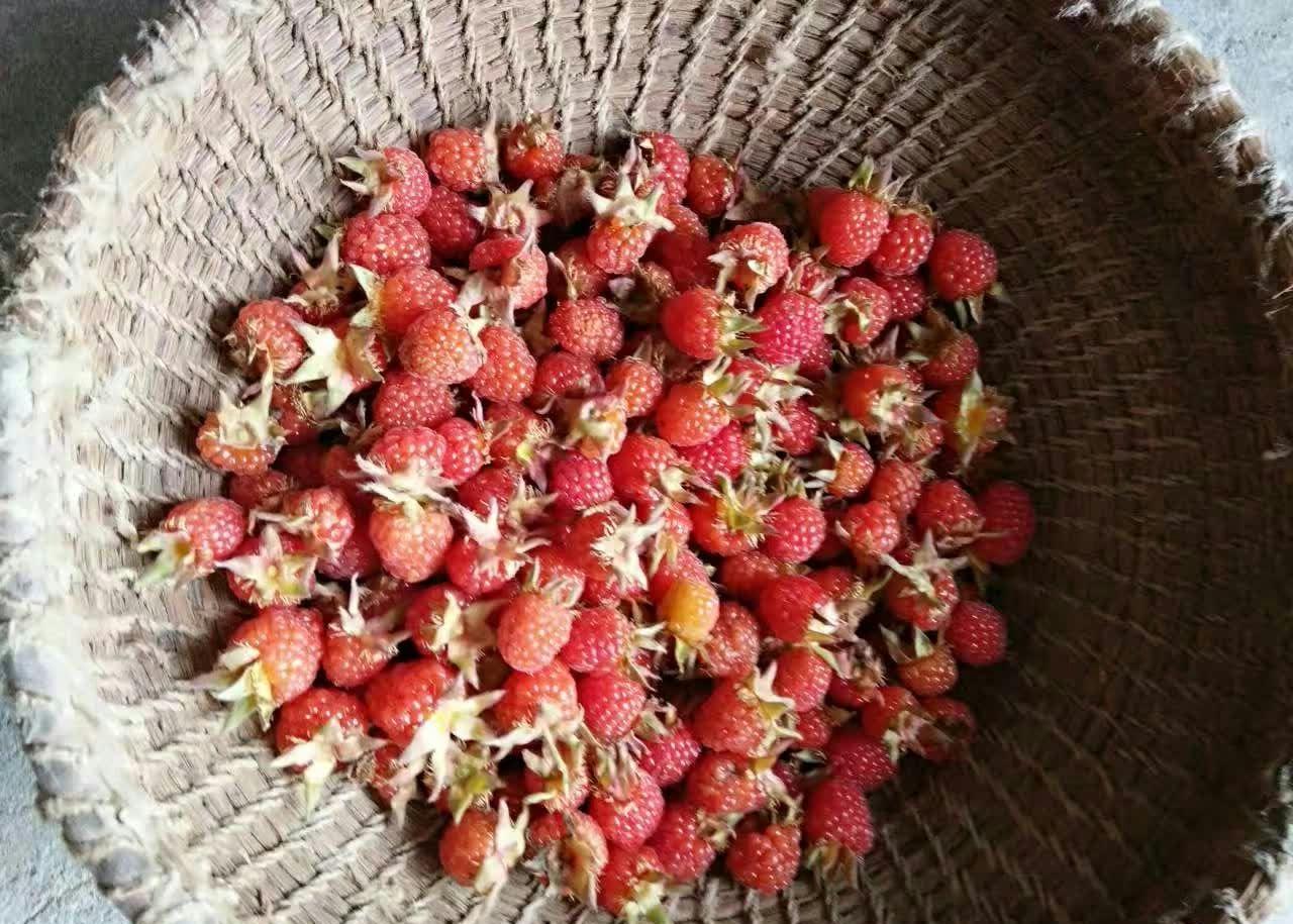 远离家乡除了火车上的盒饭, 还有山坡上的红泡让我念念不忘