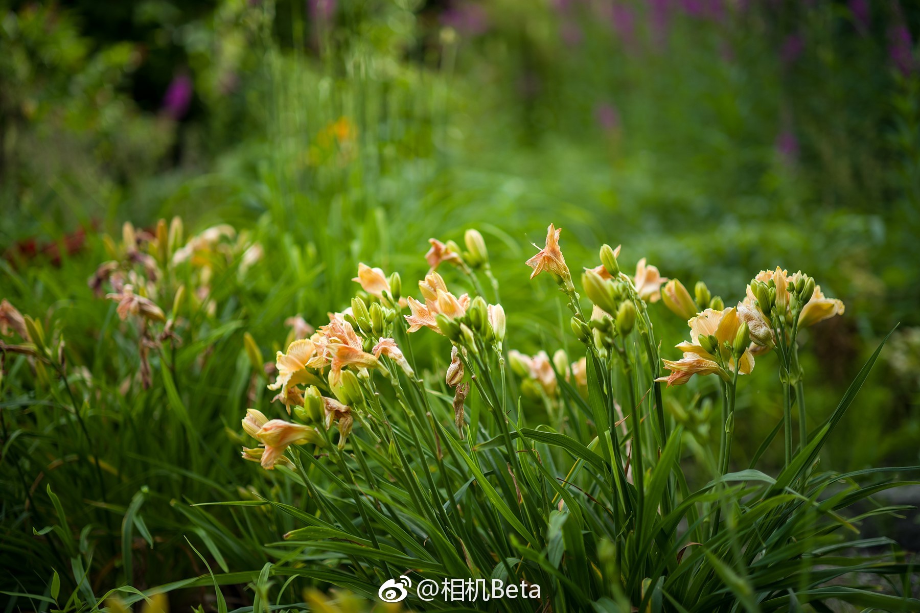 徕卡leicanoctiluxm75mmf125asph镜头实拍样片