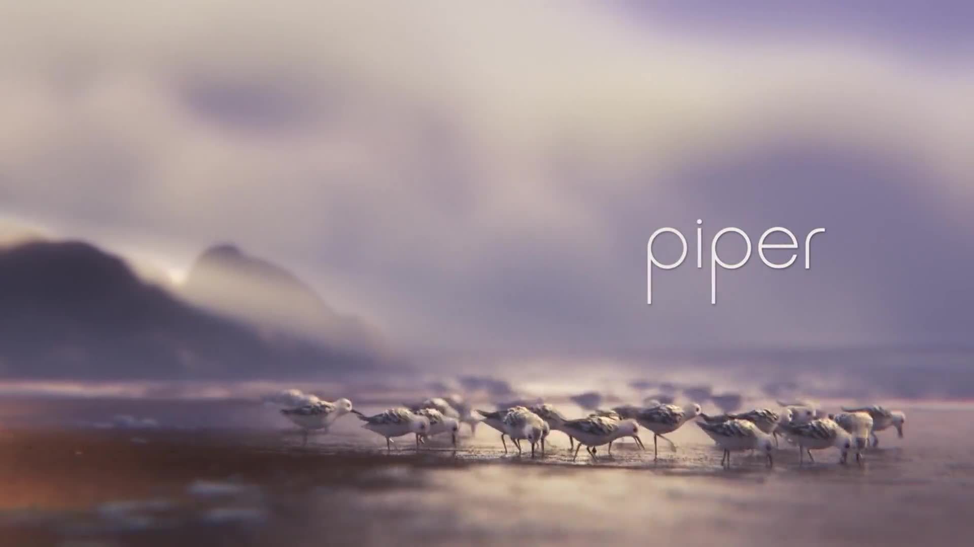 【奥斯卡最佳动画短片《piper》】被这只萌鹬治愈了!