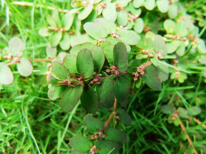 农村一种野草,折断后会流出白色乳汁,它价值珍贵,见到请珍惜