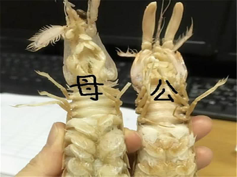 秋天吃皮皮虾吃公的好还是母的好很多人不知道难怪没肉