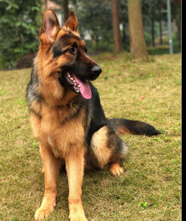 最全能的犬种,德牧,被称为万能的工作犬