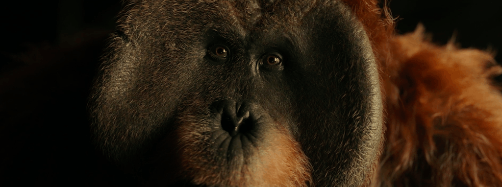 《猩球崛起3》神助攻毛里斯身份暗藏玄机