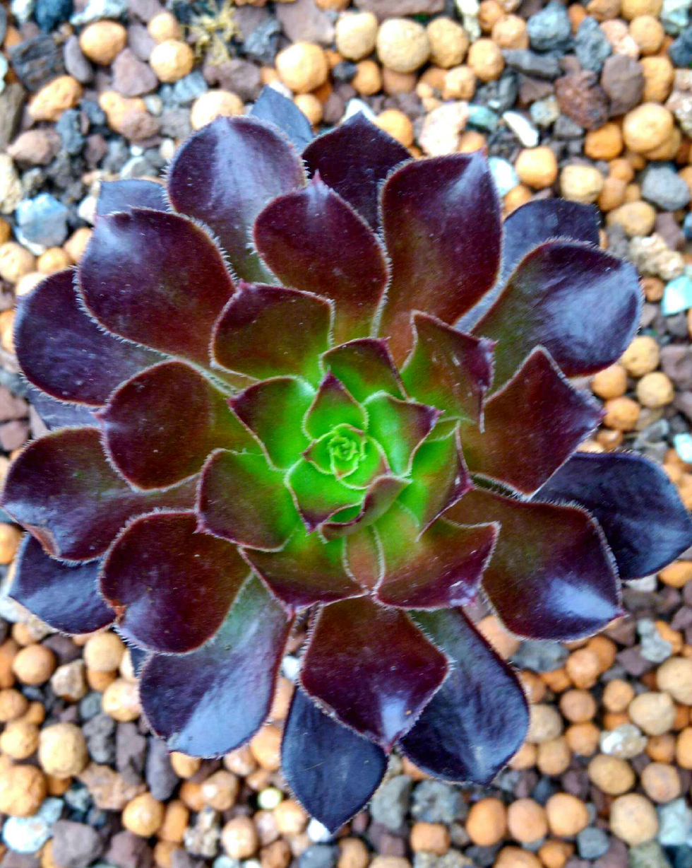 多肉植物品种介绍之黑法师