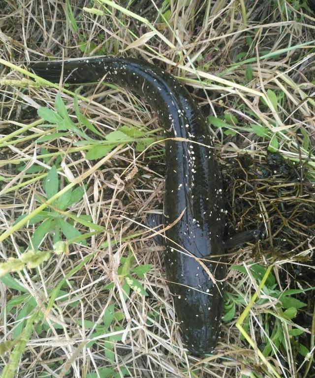 河里凶猛的鱼中之霸, 如今稀少要30元一斤|黑鱼|鱼|乌鱼_新浪新闻