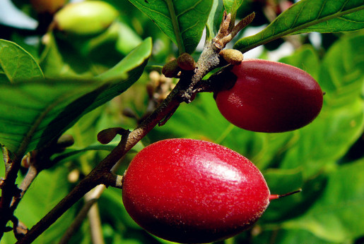 最少见的五种水果,最后一种水果没熟千万不要吃,有毒的