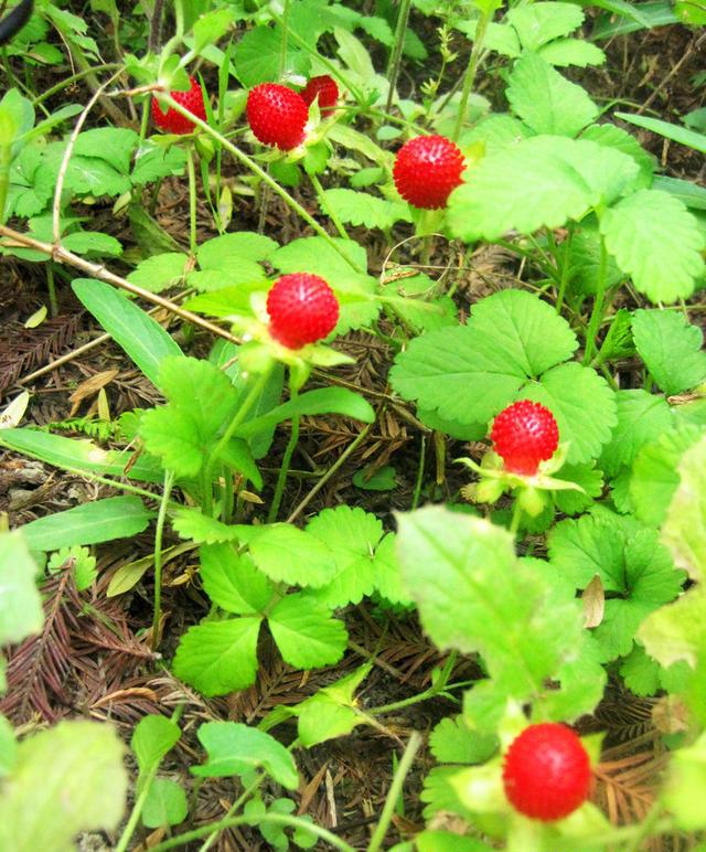 也可以买点人工种植的覆盆子,虽然价格不菲,但是为了男人的雄风,还是