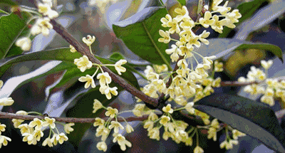 赏桂花美闻桂花香这才是秋天应有的样子