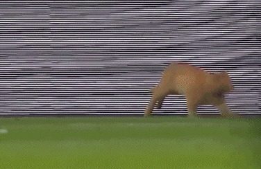 376_244gif 动态图 动图