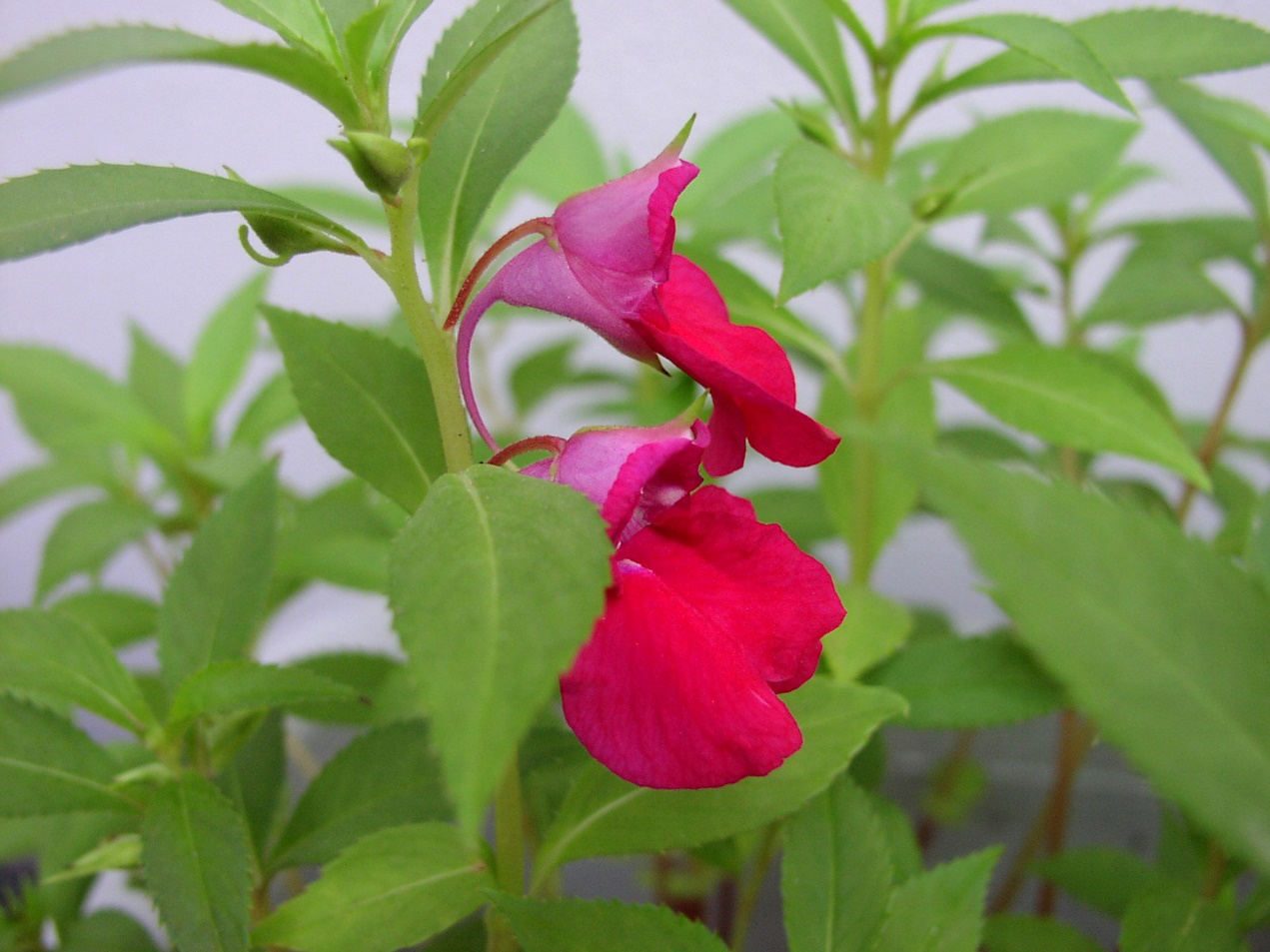 这野花农村很常见,据说可以去除狐臭,如今种子20元一斤还买不到