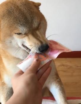 财迷心窍的柴犬被赏了一百块钱后反应超强烈,这是真掉钱眼里了!