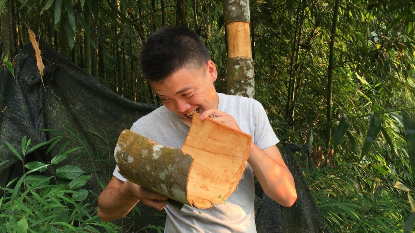 欢子深山中生吃树皮,神奇之树浑身是宝,美食最绝佳配料