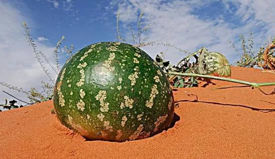 去沙漠旅游看到西瓜,想摘却被导游制止,导游:这东西有毒