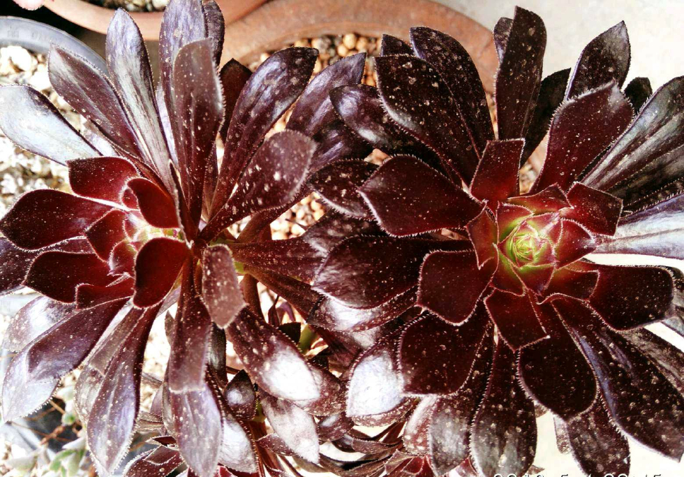 多肉植物品种介绍之黑法师