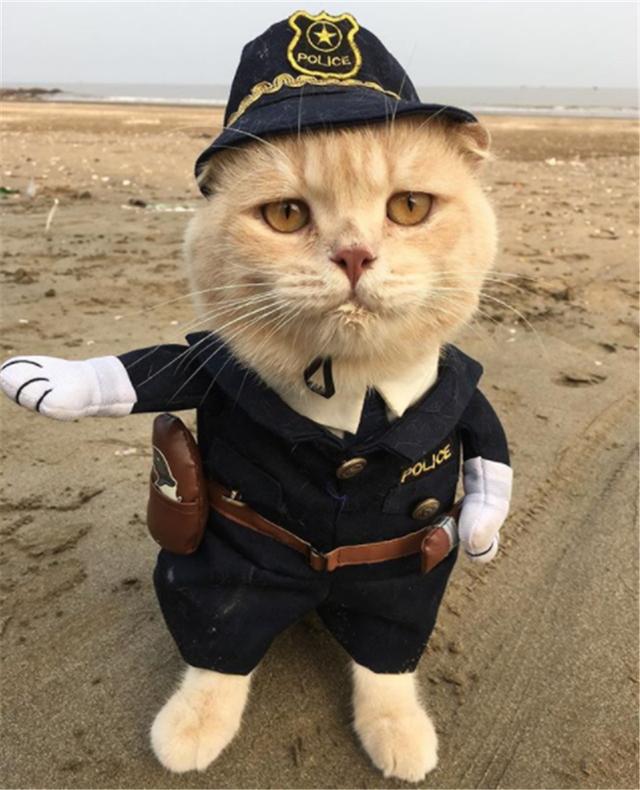 猫咪大佬带刀出巡,竟然喜欢墨镜和大金链子?
