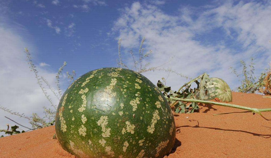 为什么沙漠里的西瓜不能吃当地人叫做药葫芦传说被死亡虫污染