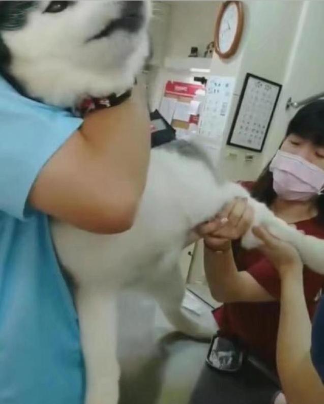带二哈去打针,疼的嗷嗷叫的二哈立马表情帝上线,主人很尴尬