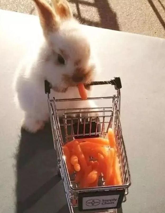 小兔子推着购物车买萝卜,这样的兔子请给我来一打|小兔子|购物车|推车