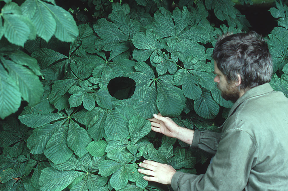 英国艺术家andy goldsworthy ,将自然资源精心巧妙的组织排列