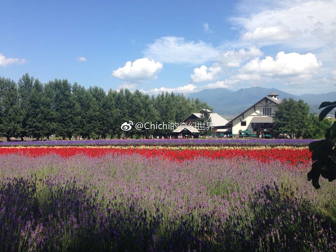 冬止春至 看了那么多北海道的皑皑雪景