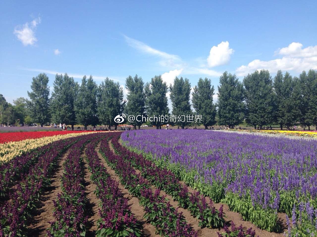 冬止春至 看了那么多北海道的皑皑雪景