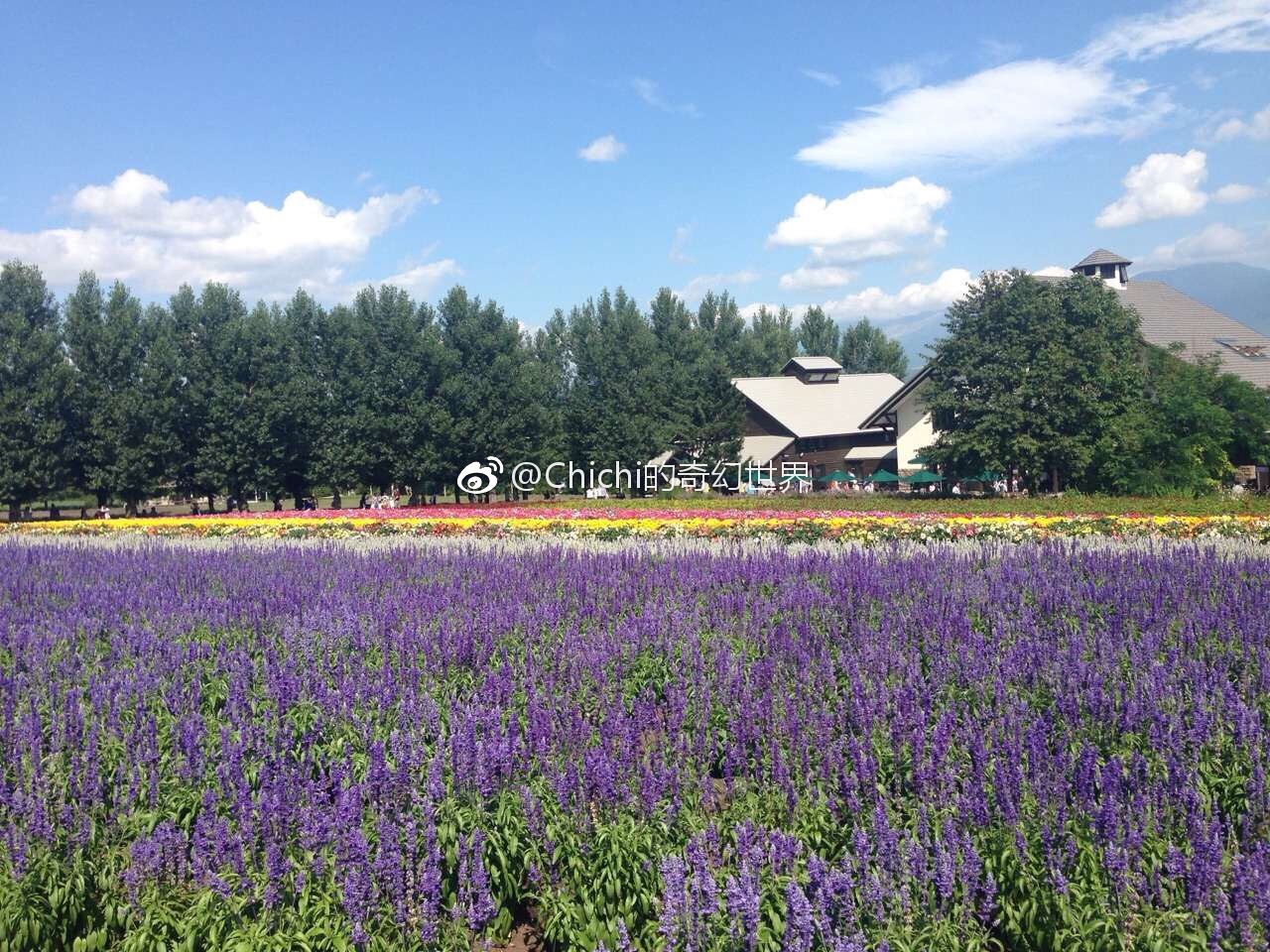 冬止春至 看了那么多北海道的皑皑雪景