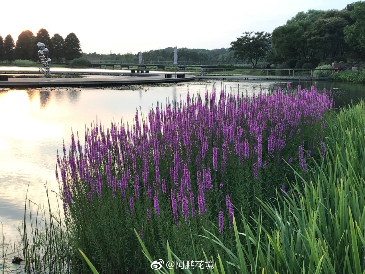 紫叶小檗图片_植物风景的紫叶小檗图片大全 - 花卉网