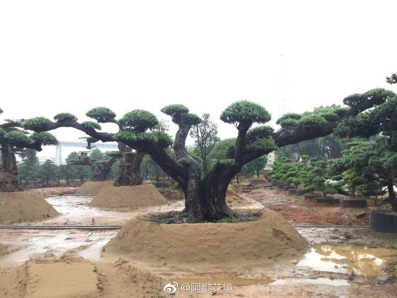 油橄榄