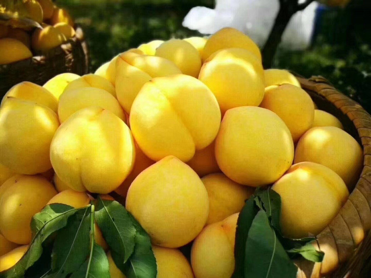 桂东高海拔黄桃来自于自家果园海拔800米以上栽培日照更长