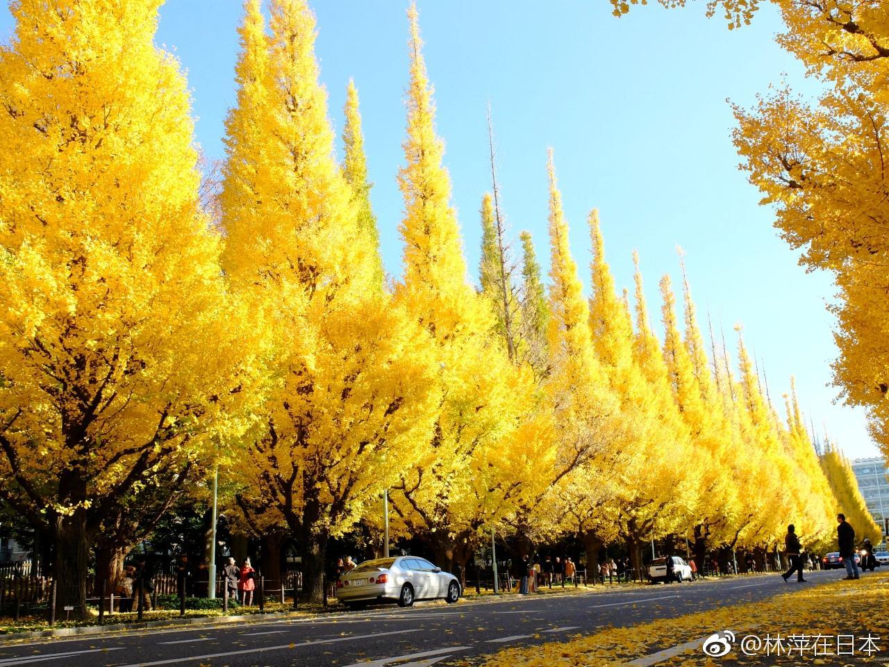 11月16日～12月2日明治神宫外苑将举办银杏祭