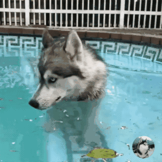 主人带二哈去学游泳,有只二哈一下水就呼救,表情也很魔性|下水|主人|