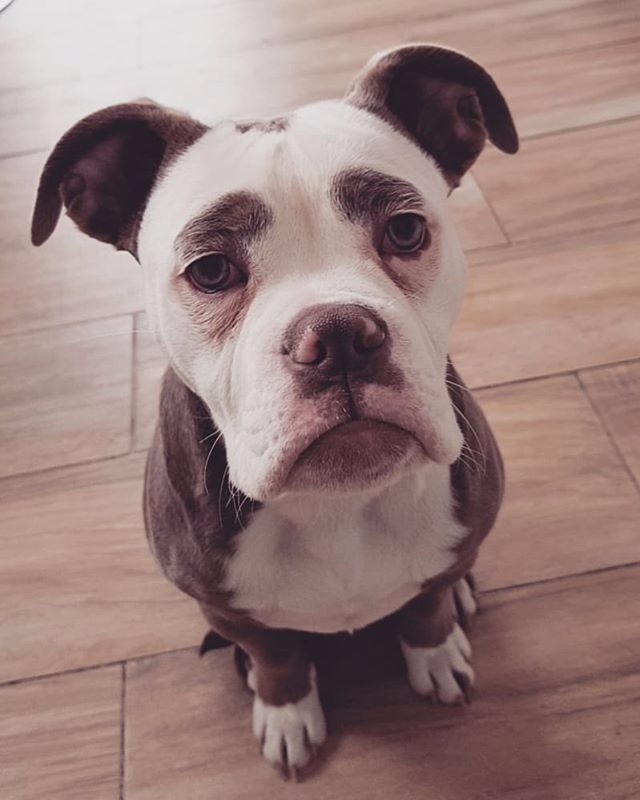 网红狗一出生就被无辜脸抢戏,这画面让网友笑不停!|眉毛|狗狗|英国斗