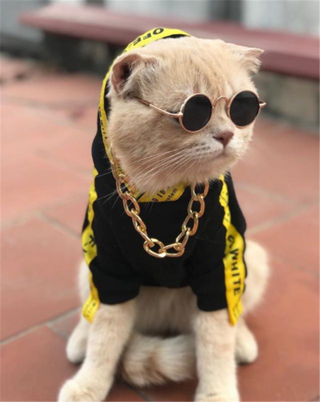 猫咪大佬带刀出巡,竟然喜欢墨镜和大金链子?