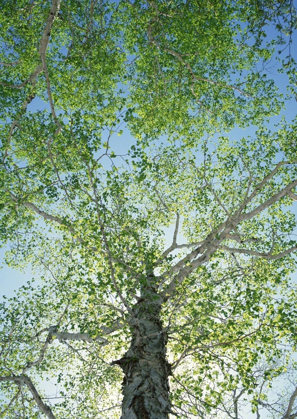 树阴满地日当午,梦觉流莺时一声.