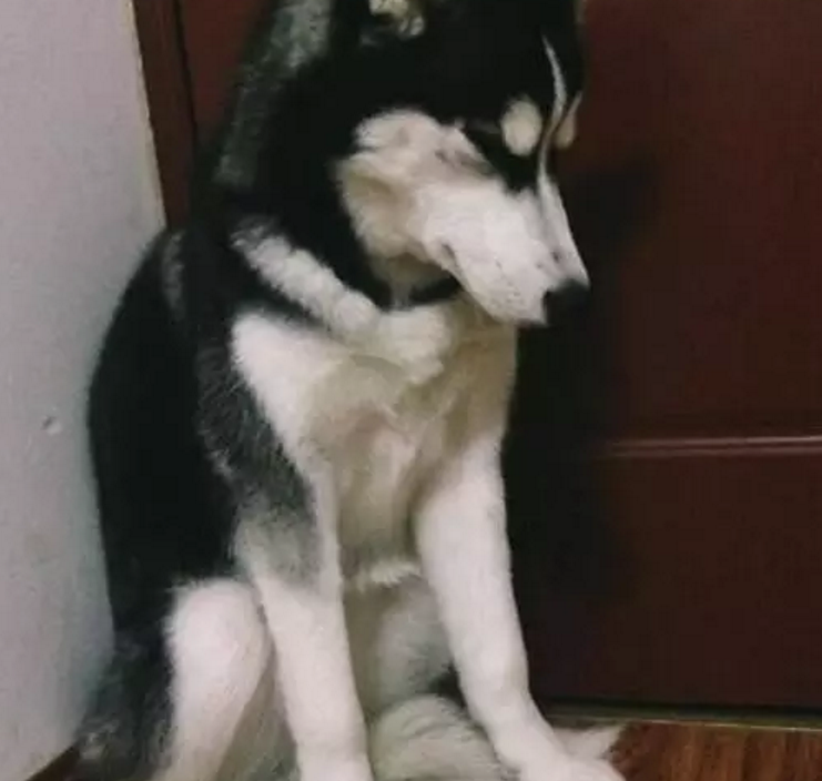 二哈犯错后低头不语,主人本是欣慰,可细瞧后却攥紧拳头!