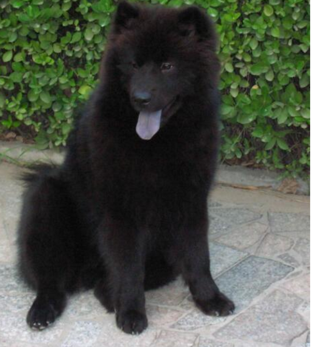 可是让网友震惊的是,萨摩耶生出的几只小狗狗全都是黑色的,这是怎么