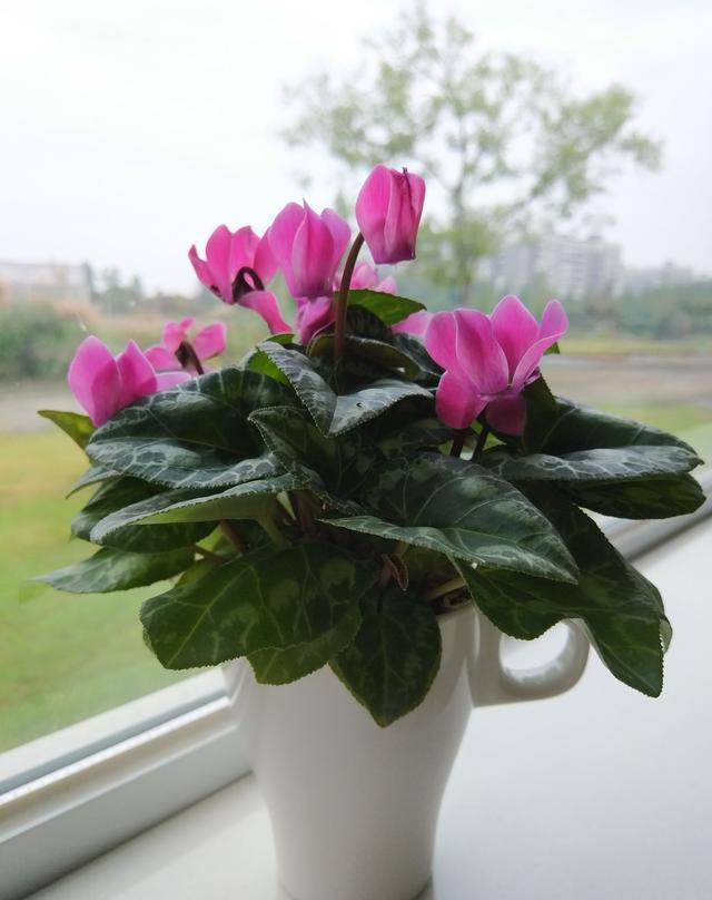 这样养仙客来,秋冬季节才能花开不断