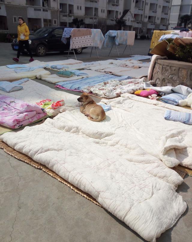 太阳大晒被子,狗狗也要晒晒嘛