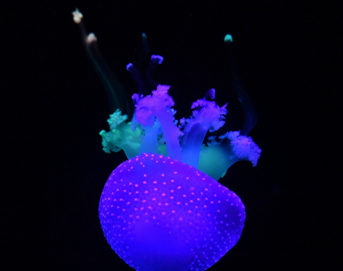 澳洲斑点水母被称为水母仙子但只有3个月的生命