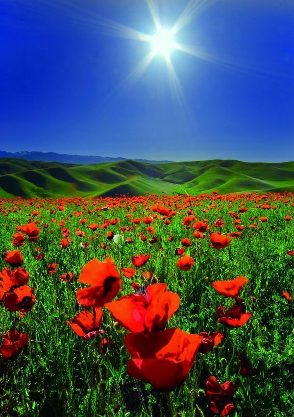 一年四季鲜花盛开的美丽天堂