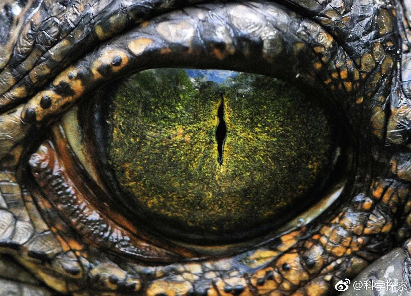 从夜视到360度视野:盘点15种奇特的动物眼睛