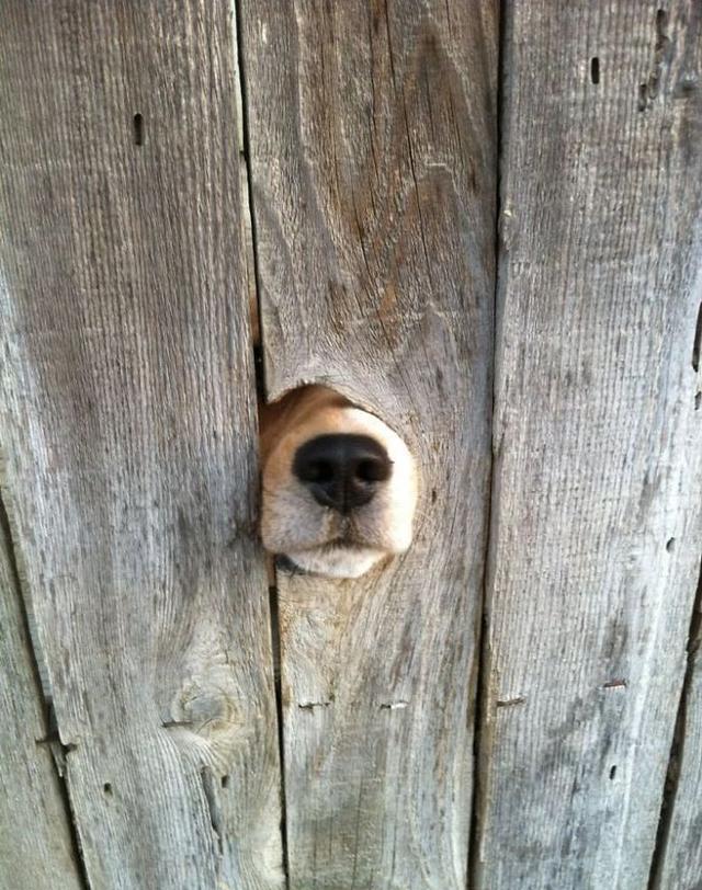 柴哥|狗头|智障_新浪新闻